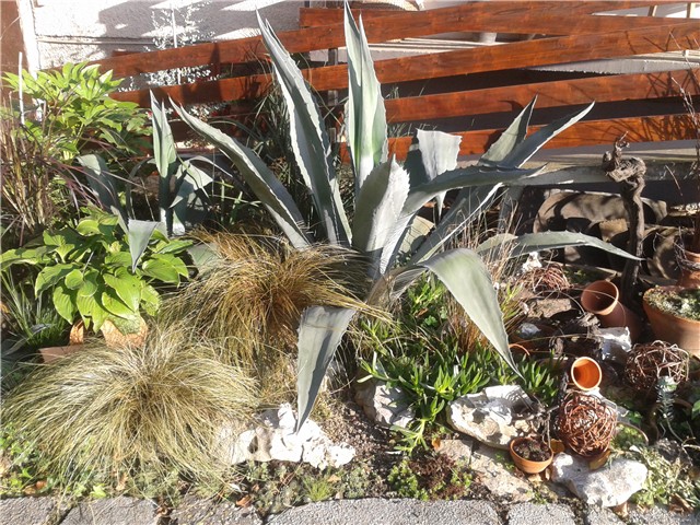 Agave
